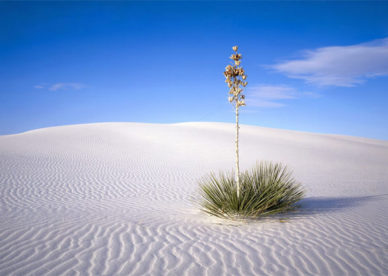صور الرمال البيضاء مع أشجار صحراوية جميلة - عالم الصور